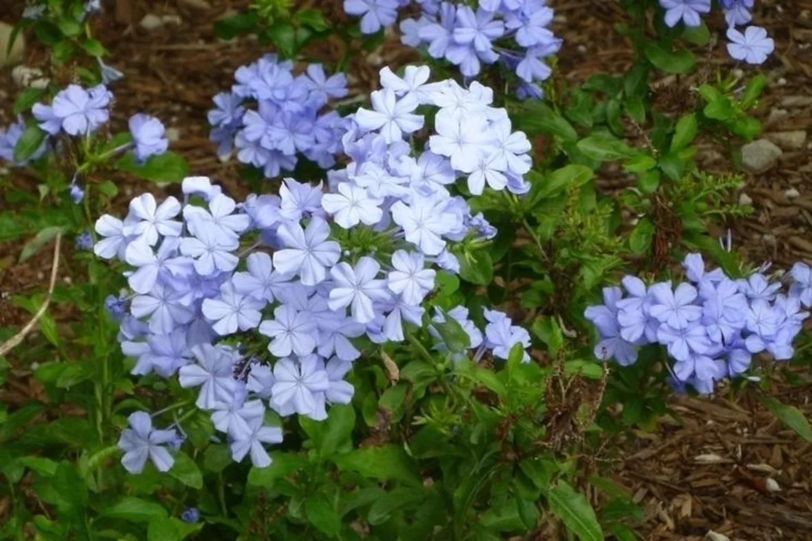 plumbago-7