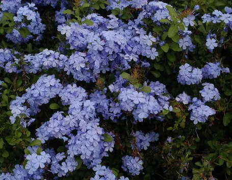 plumbago-8
