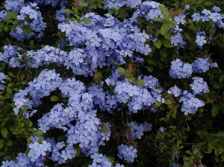 plumbago-8