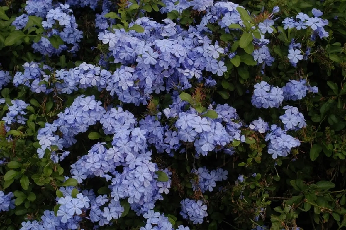 plumbago-8