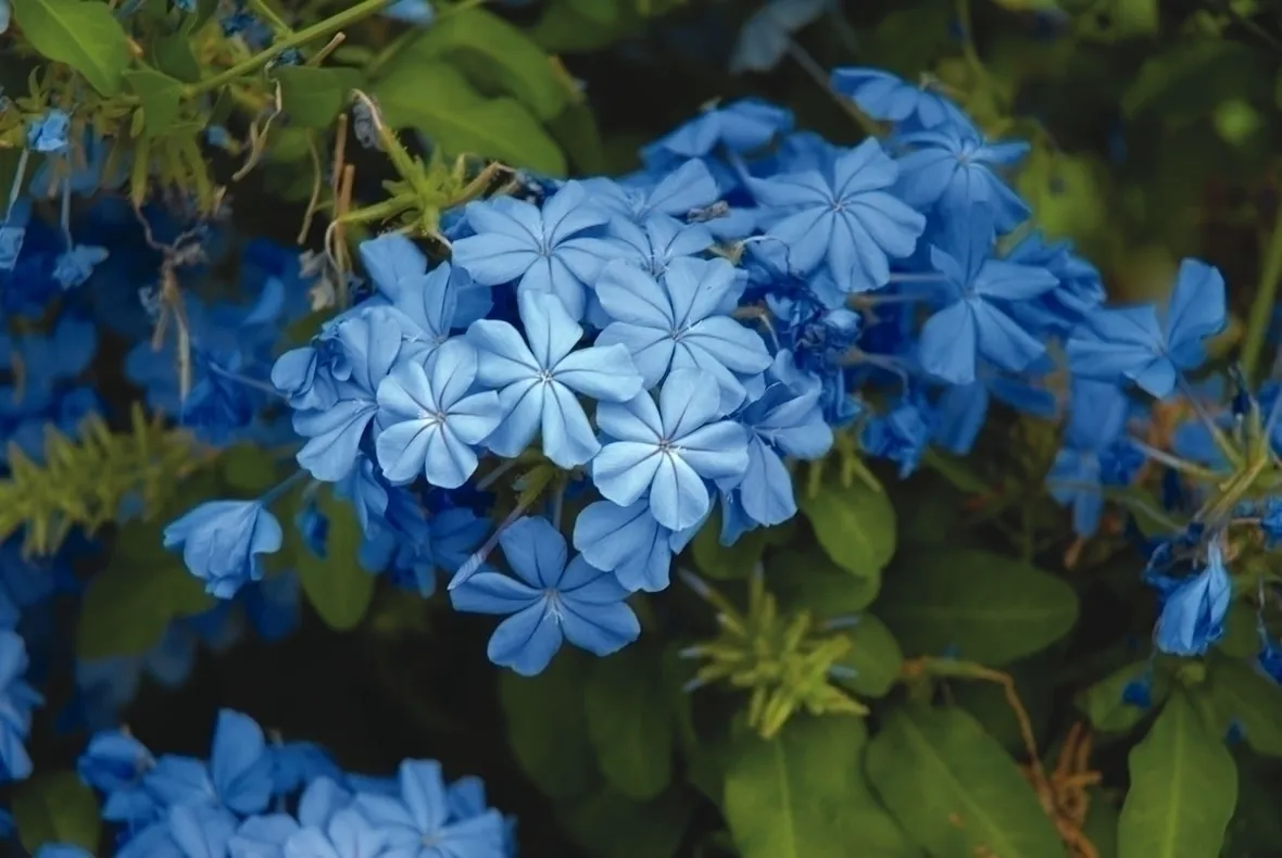 plumbago-9