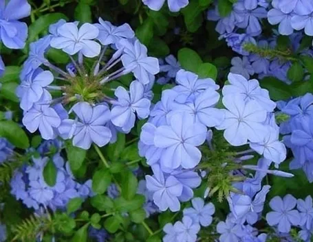 plumbago