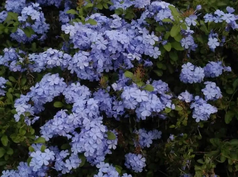 Plumbago
