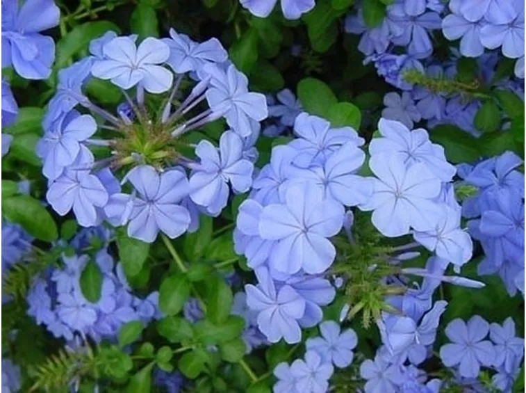 plumbago