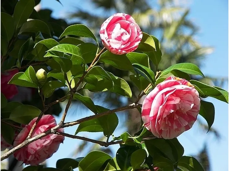 Potare la camelia: quali strumenti usare