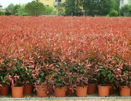 Potatura della siepe di photinia