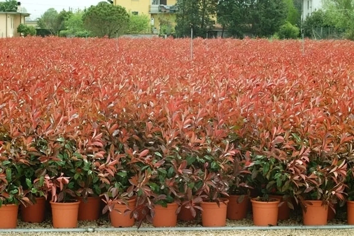 Potatura della siepe di photinia