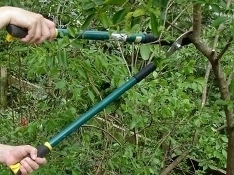 Potatura dell'albicocco