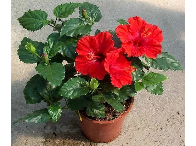 Potatura dell'ibiscus