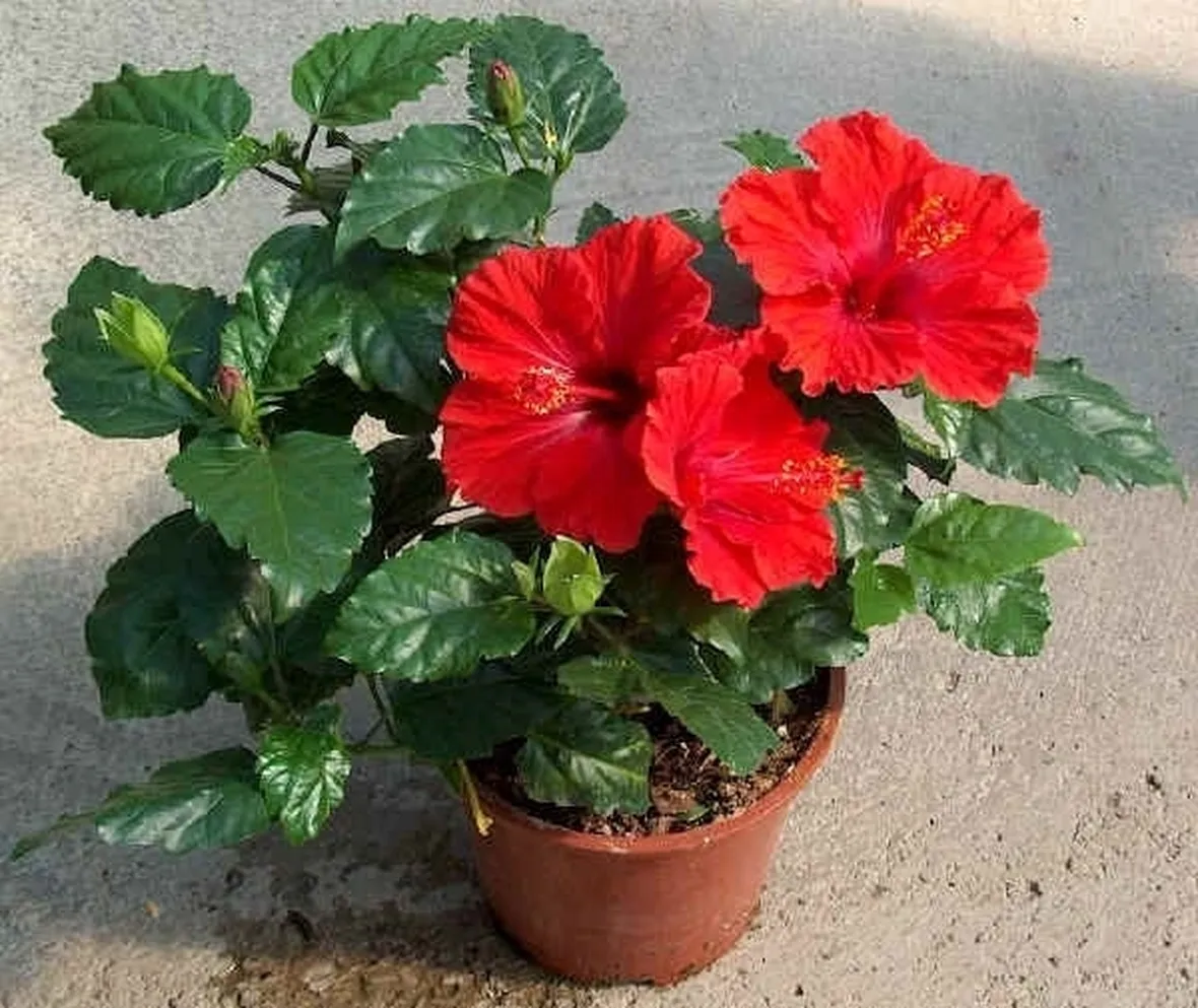 Potatura dell'ibiscus