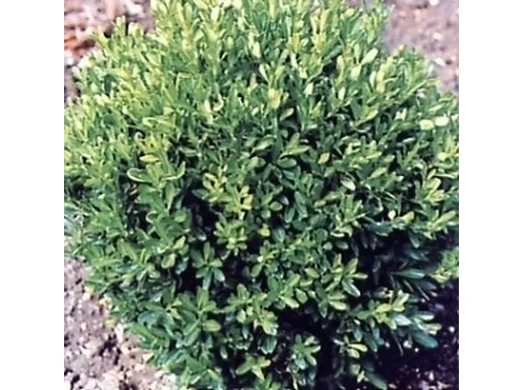 Potatura e moltiplicazione del bosso