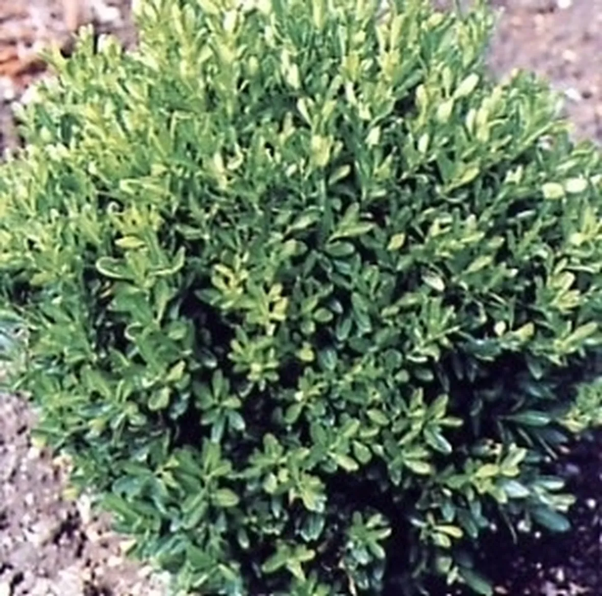 Potatura e moltiplicazione del bosso