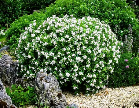 Propagare la Gardenia