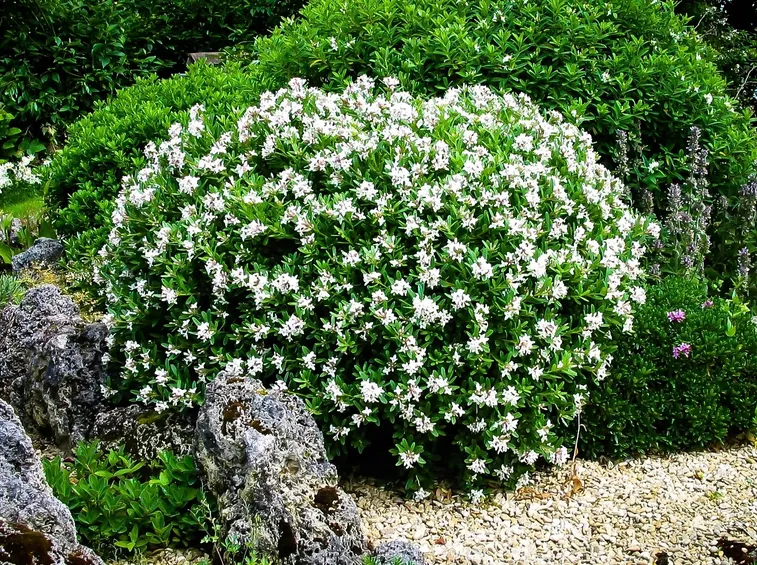 Propagare la Gardenia