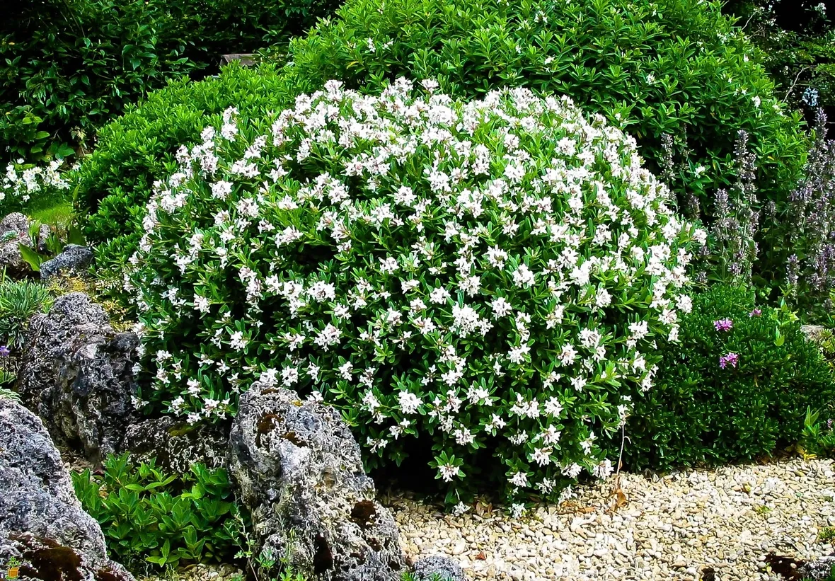 Propagare la Gardenia