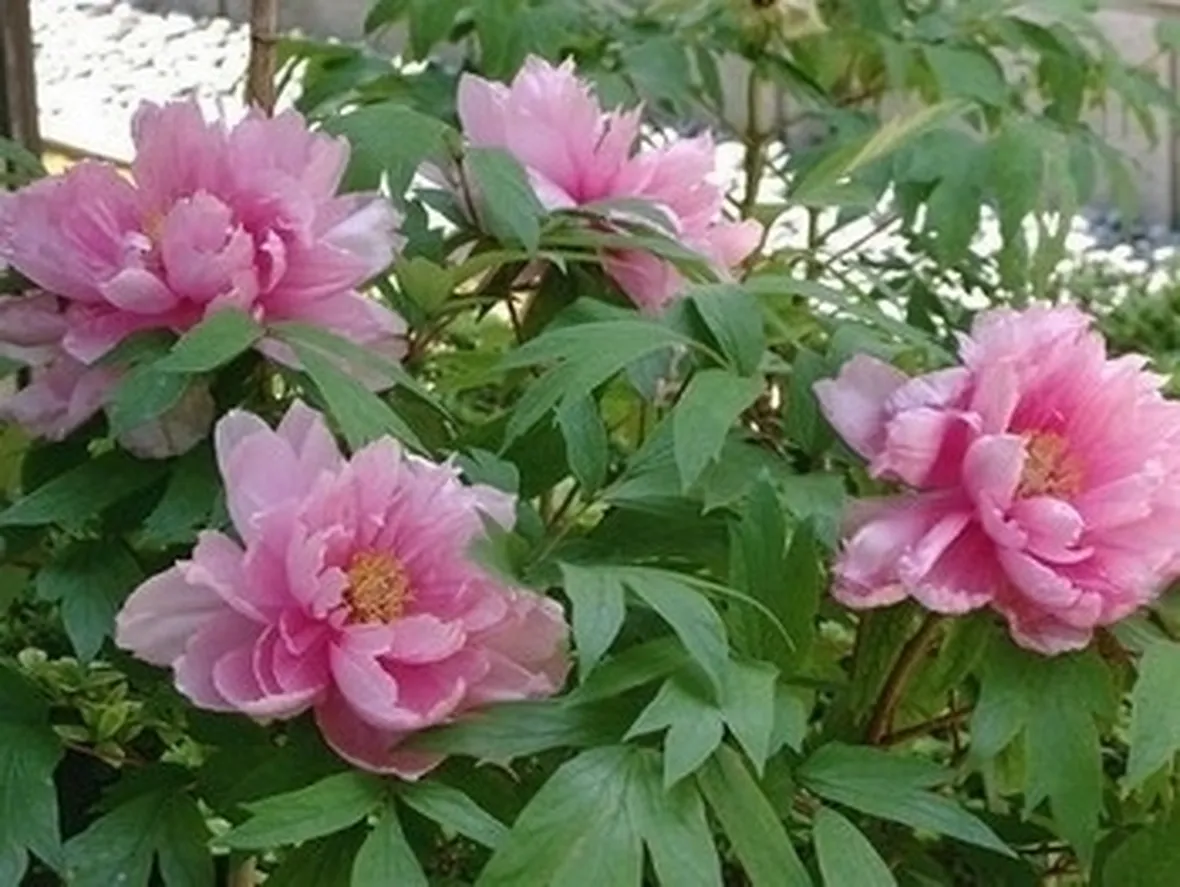 propagazione del fiore di peonia