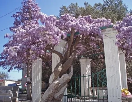 Quando fiorisce il glicine