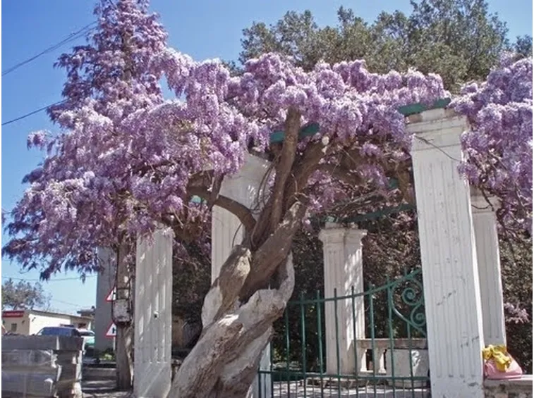 Quando fiorisce il glicine