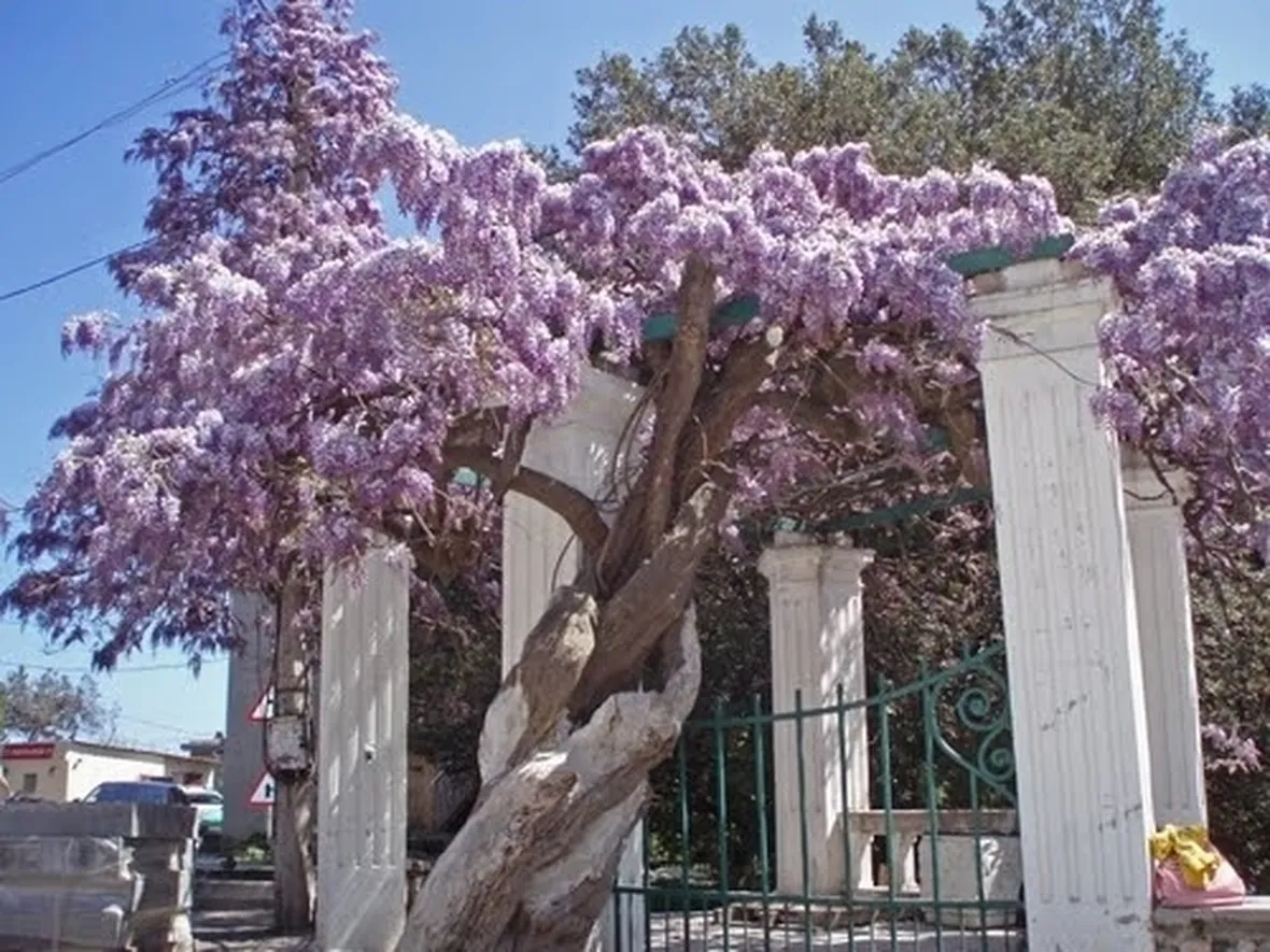 Quando fiorisce il glicine