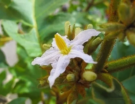 Quanto irrigare il solanum capsicastrum