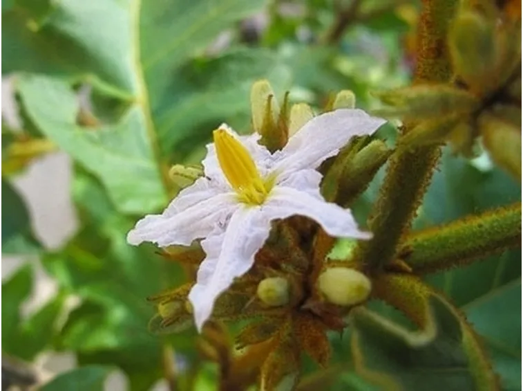 Quanto irrigare il solanum capsicastrum