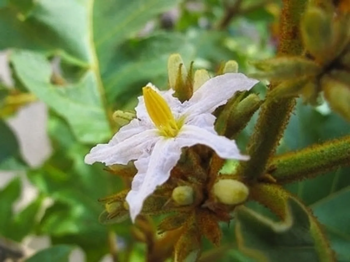 Quanto irrigare il solanum capsicastrum