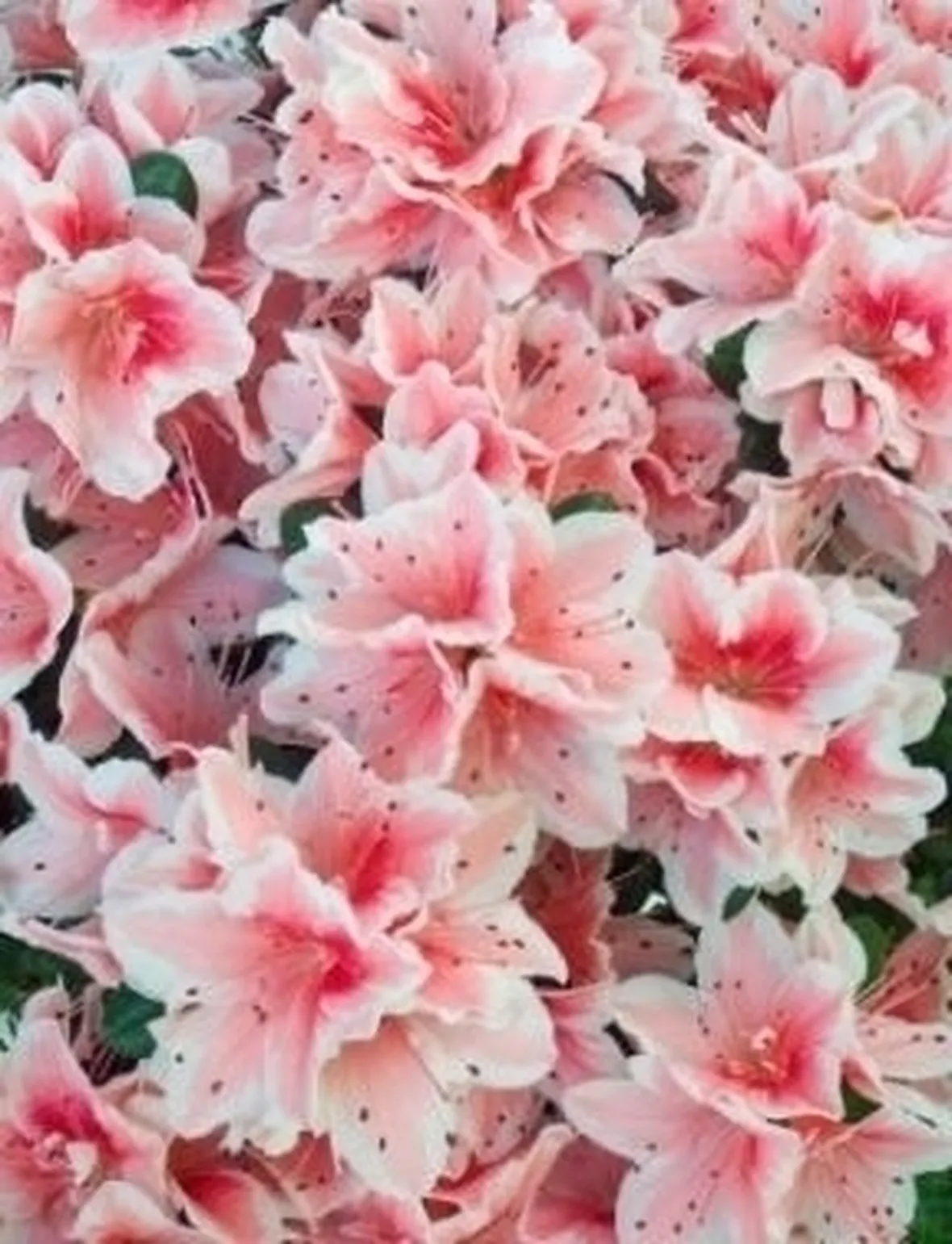 Realizzare giardino 