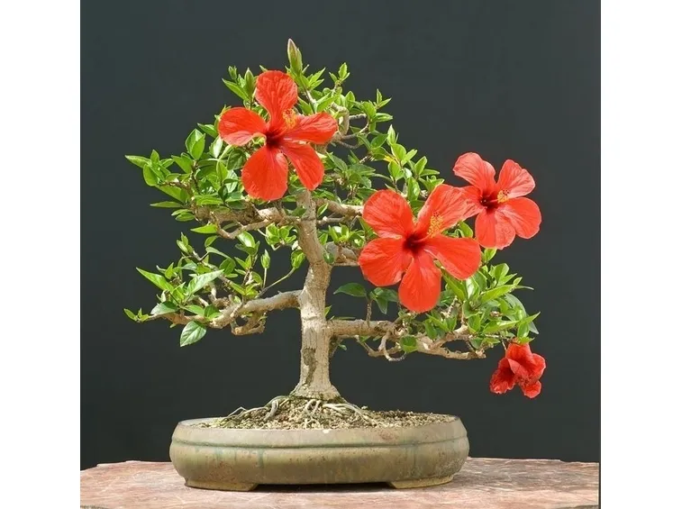 RINVASO BONSAI DI HIBISCUS