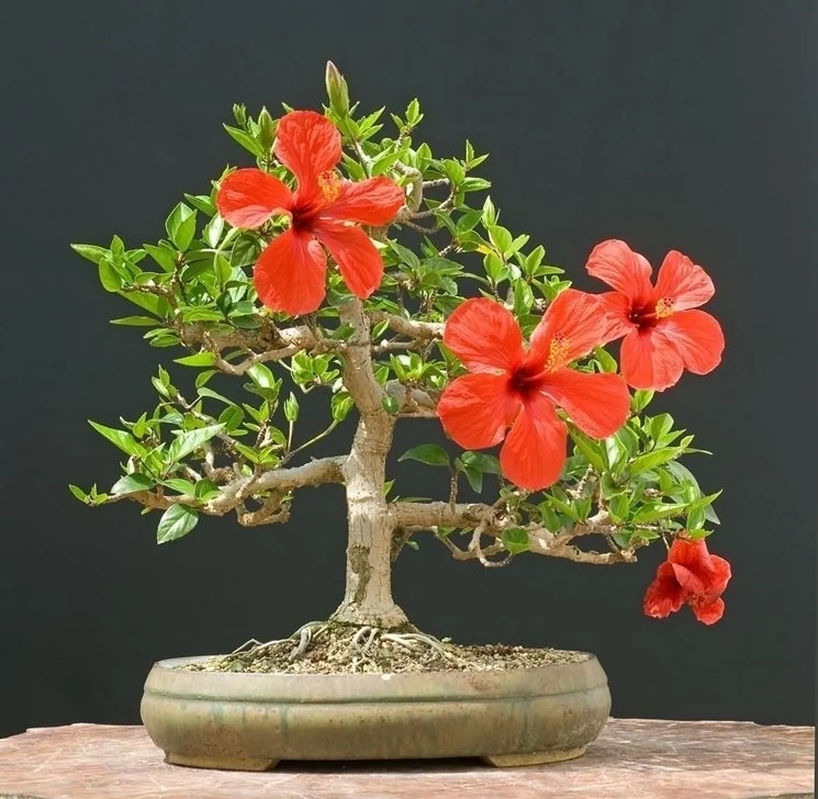 RINVASO BONSAI DI HIBISCUS