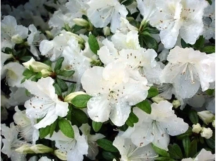Cenni sull'azalea
