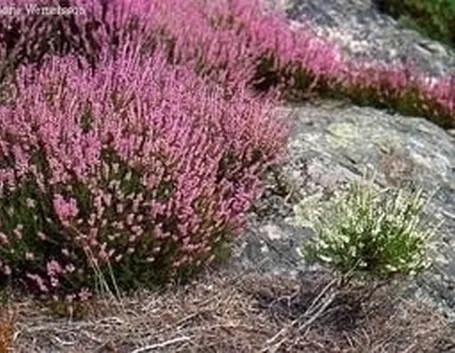 <b>Riproduzione dell'erica arborea</b>