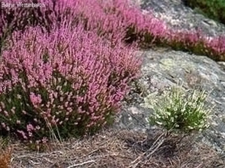 <b>Riproduzione dell'erica arborea</b>
