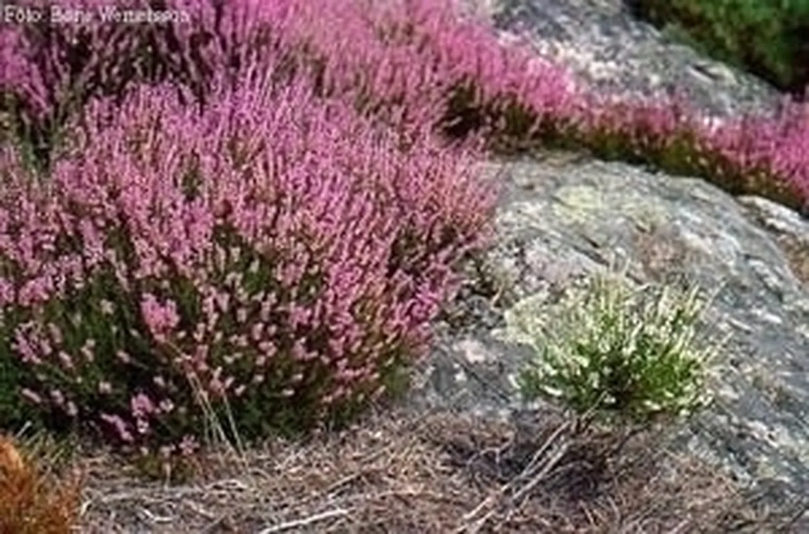 <b>Riproduzione dell'erica arborea</b>