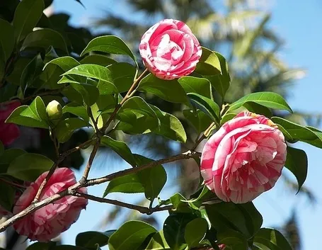 Risposta: Antracnosi della Camelia