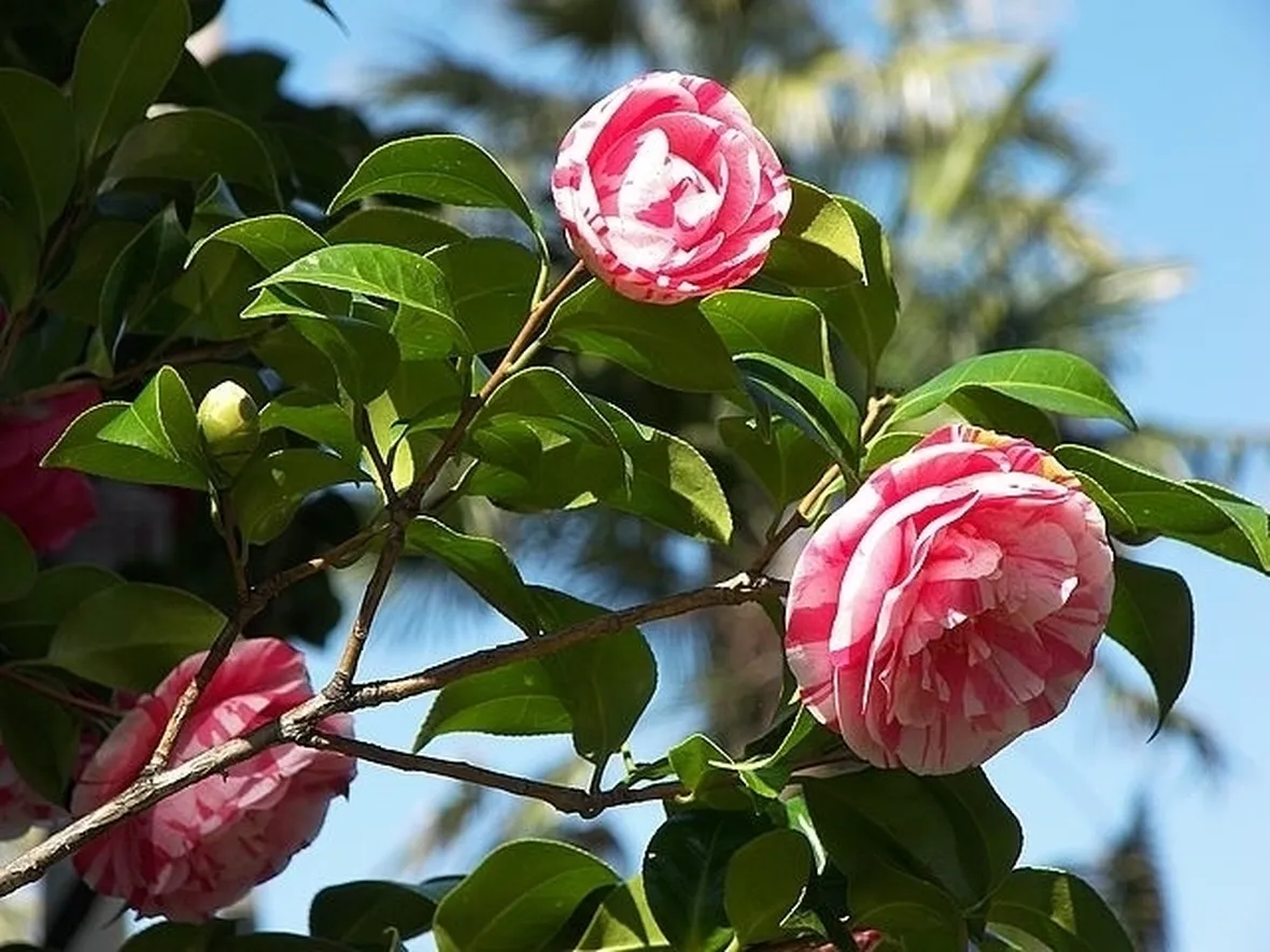 Risposta: Antracnosi della Camelia