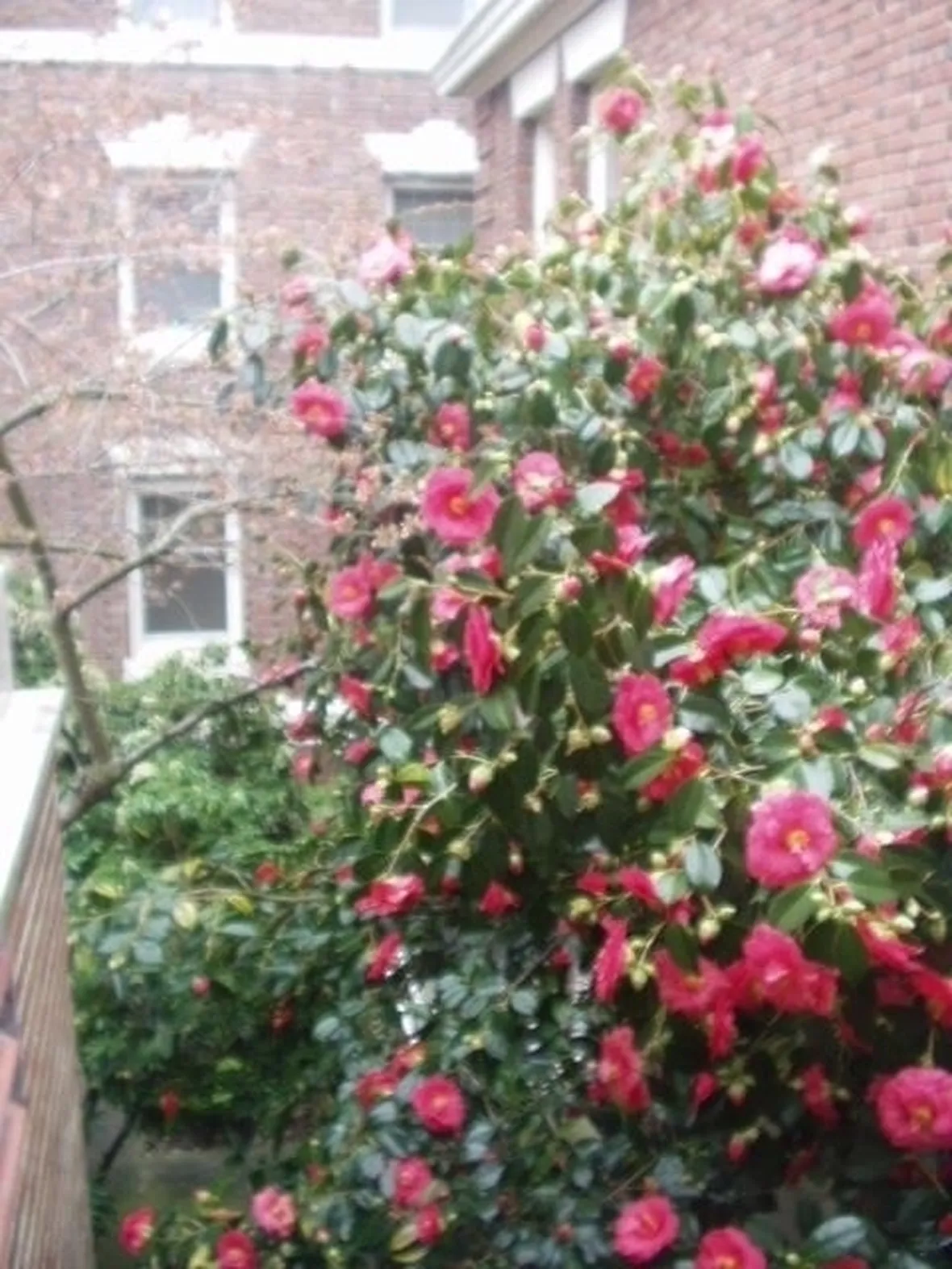 Risposta : Camelia japonica