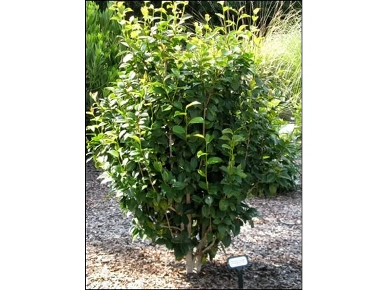 Risposta : Camelia malata