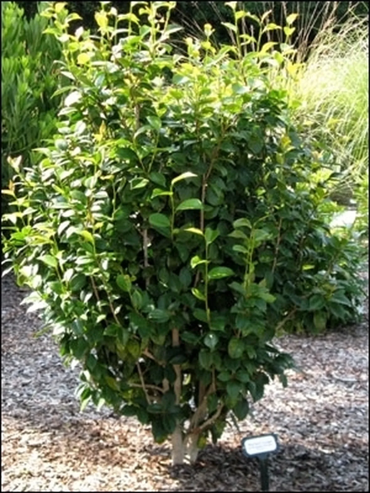 Risposta : Camelia malata