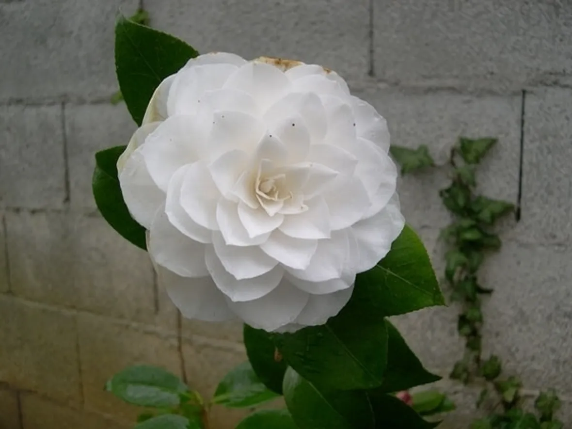 Risposta : camelia sotto la neve