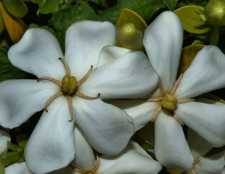 Risposta: coltivare la gardenia
