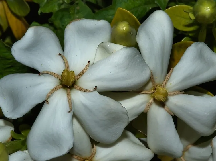 Risposta: coltivare la gardenia