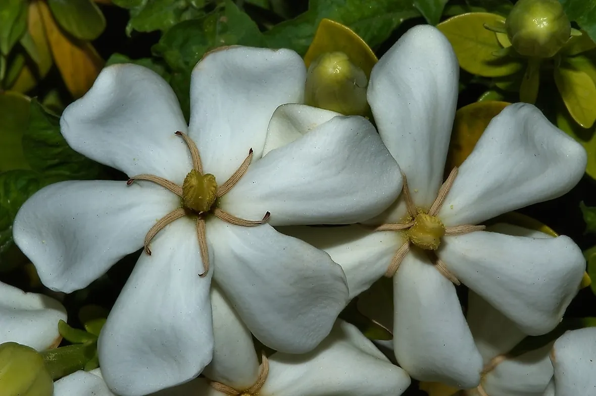 Risposta: coltivare la gardenia