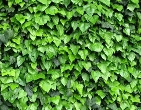 Risposta: Edera