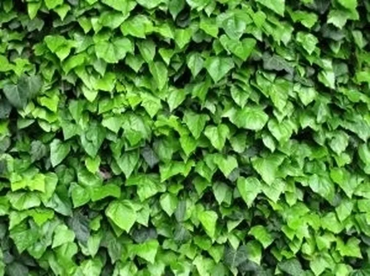 Risposta: Edera