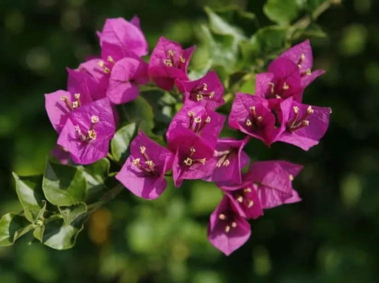 Risposta : fioriturta bouganvillee
