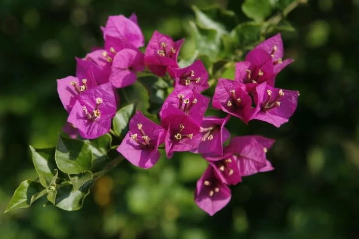 Risposta : fioriturta bouganvillee
