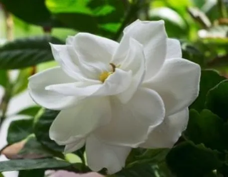 Risposta : Gardenia ingiallita