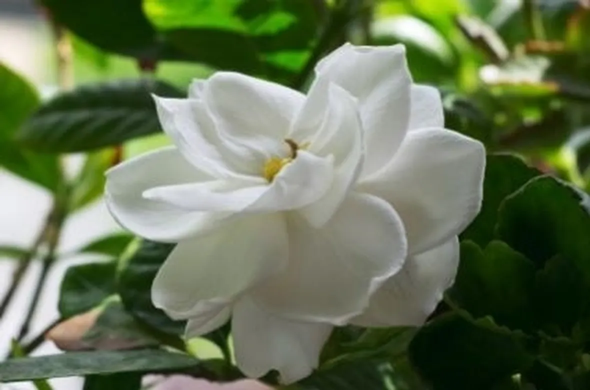 Risposta : Gardenia ingiallita