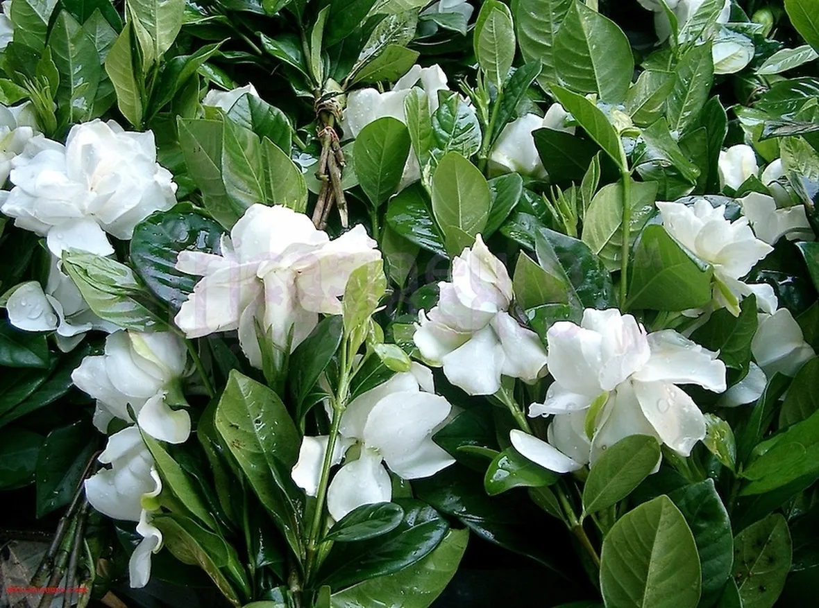 Risposta : gardenia
