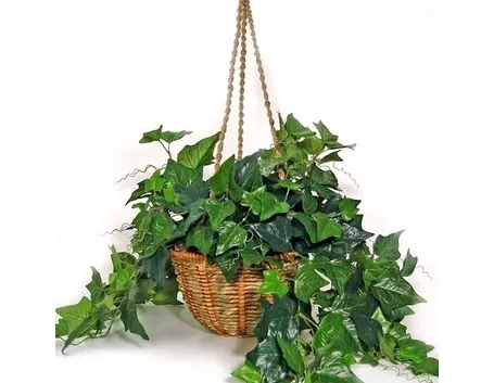 Risposta : Hedera